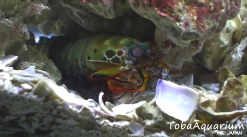 鳥羽水族館モンハナジャコ