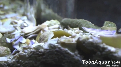 鳥羽水族館モンハナジャコ