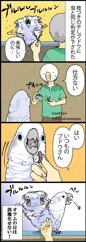 オウムも気を使っている 捨てる いたずらオウムの生活雑記 ろう 飼い主 漫画 オウム