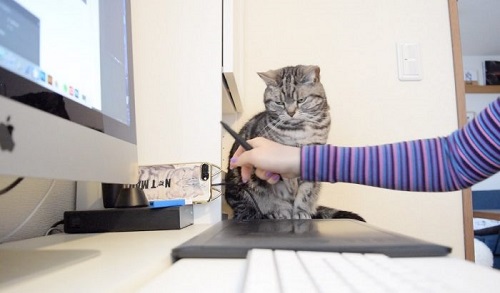 猫 こまちさん 在宅勤務 スマホ