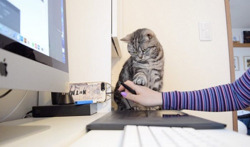 猫 こまちさん 在宅勤務 スマホ