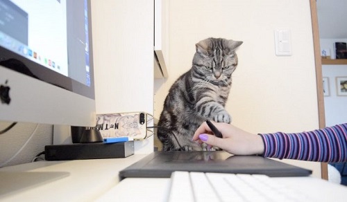 猫 こまちさん 在宅勤務 スマホ