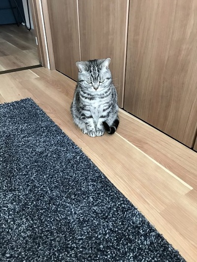 猫 こまちさん 在宅勤務 スマホ