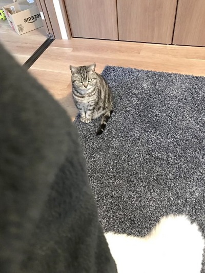 猫 こまちさん 在宅勤務 スマホ