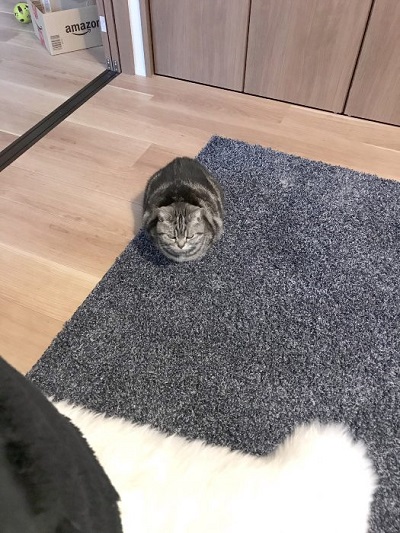 猫 こまちさん 在宅勤務 スマホ