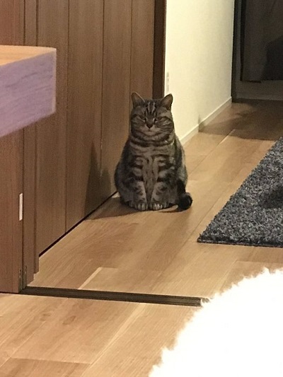 猫 こまちさん 在宅勤務 スマホ