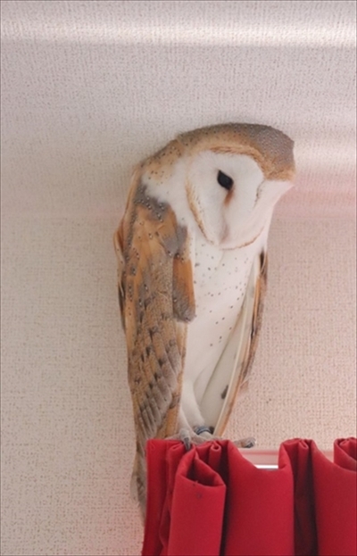 メンフクロウのギズモさん