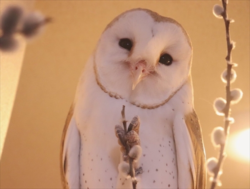 メンフクロウのギズモさん