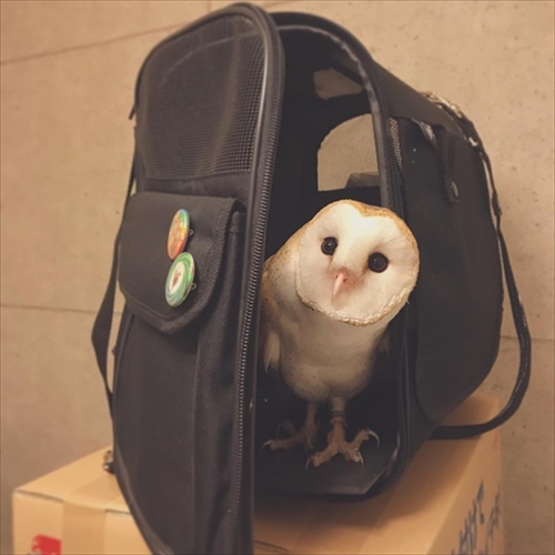 メンフクロウのギズモさん