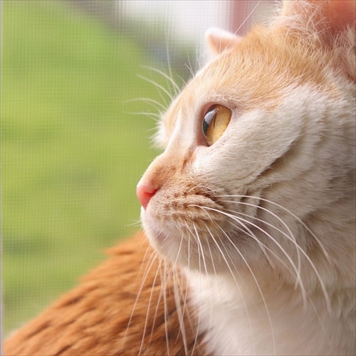 メンフクロウのギズモさん