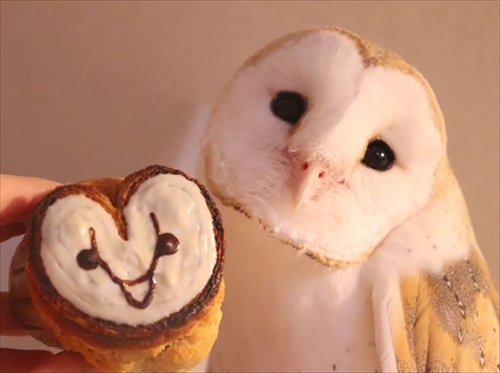 メンフクロウのギズモさん