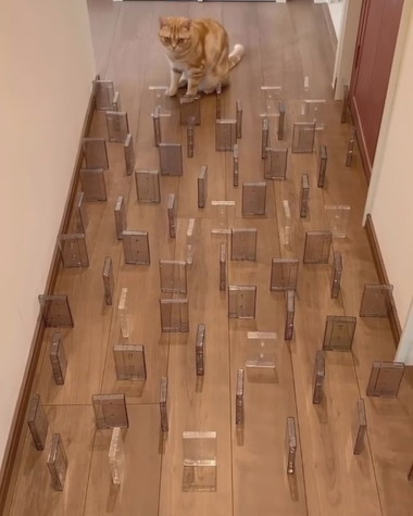 デンスケ選手チャレンジ