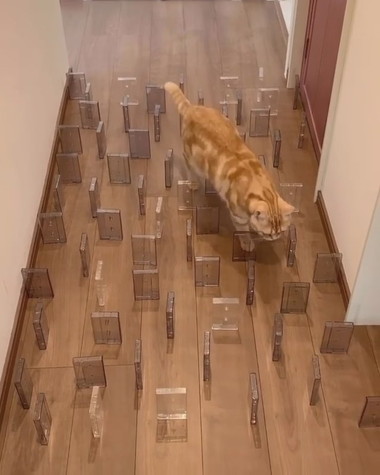 デンスケ選手チャレンジ