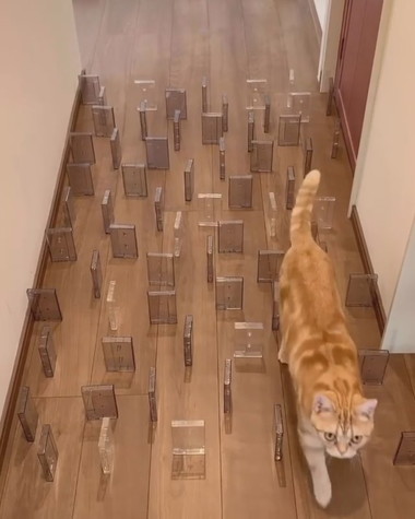 デンスケ選手チャレンジ