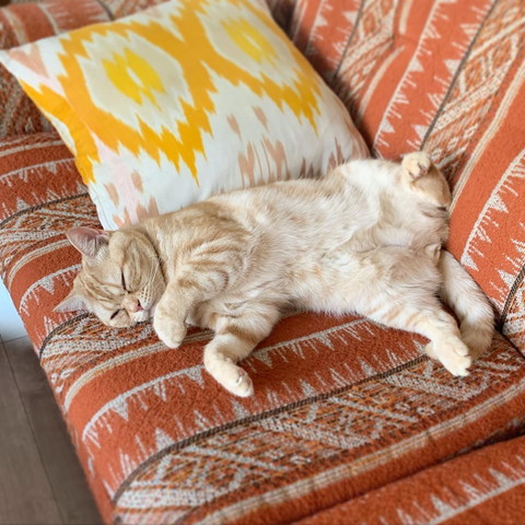 ソファーですやすや