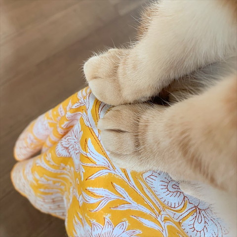 端っこで座るデンスケくん