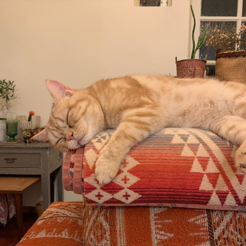 ソファーの背の上でスヤスヤ