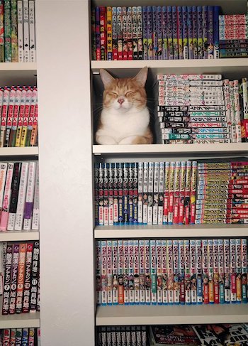 猫 棚