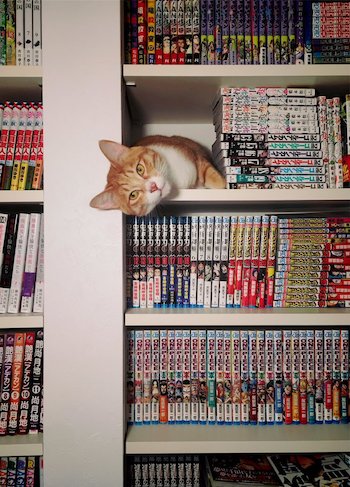 本棚 猫 発見
