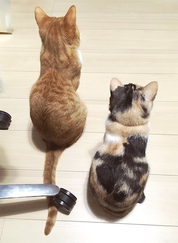 本棚 猫 発見