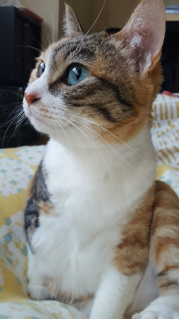 外の音が気になる菊ちゃん