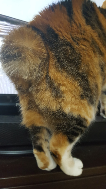 菊ちゃんのまんまるしっぽ