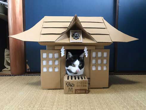 コロナ終息を願って 猫神社 河鍋暁斎 猫 賽銭箱 ダンボール 熱海 Muddy Cat