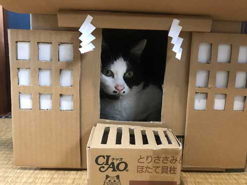 コロナ終息を願って 猫神社 河鍋暁斎 猫 賽銭箱 ダンボール 熱海 Muddy Cat