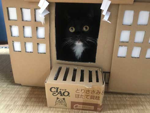 コロナ終息を願って 猫神社 河鍋暁斎 猫 賽銭箱 ダンボール 熱海 Muddy Cat