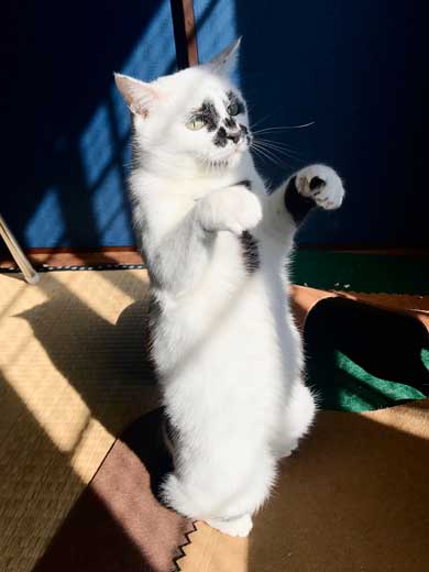 コロナ終息を願って 猫神社 河鍋暁斎 猫 賽銭箱 ダンボール 熱海 Muddy Cat