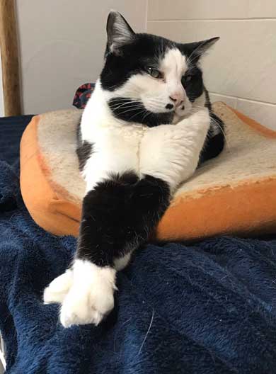 コロナ終息を願って 猫神社 河鍋暁斎 猫 賽銭箱 ダンボール 熱海 Muddy Cat