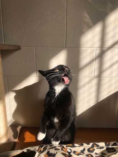 コロナ終息を願って 猫神社 河鍋暁斎 猫 賽銭箱 ダンボール 熱海 Muddy Cat