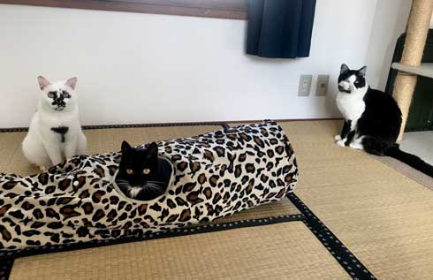 コロナ終息を願って 猫神社 河鍋暁斎 猫 賽銭箱 ダンボール 熱海 Muddy Cat