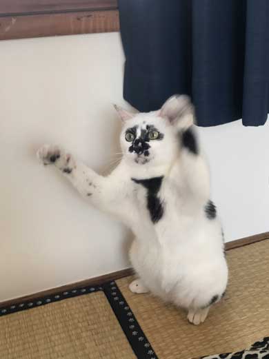 コロナ終息を願って 猫神社 河鍋暁斎 猫 賽銭箱 ダンボール 熱海 Muddy Cat