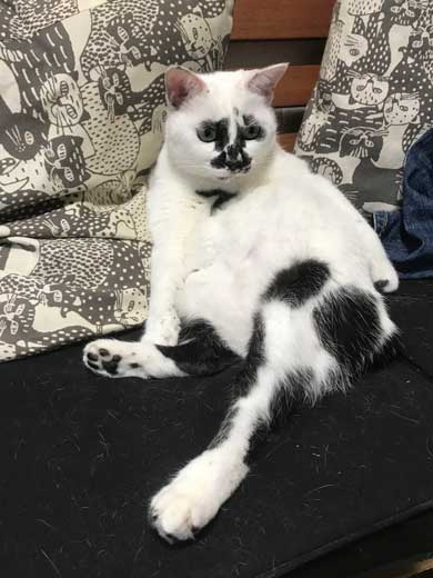 コロナ終息を願って 猫神社 河鍋暁斎 猫 賽銭箱 ダンボール 熱海 Muddy Cat