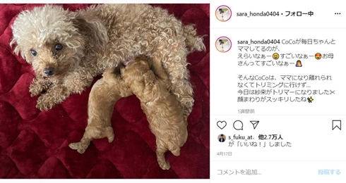 本田真凜 愛犬 子犬 本田望結 本田紗来