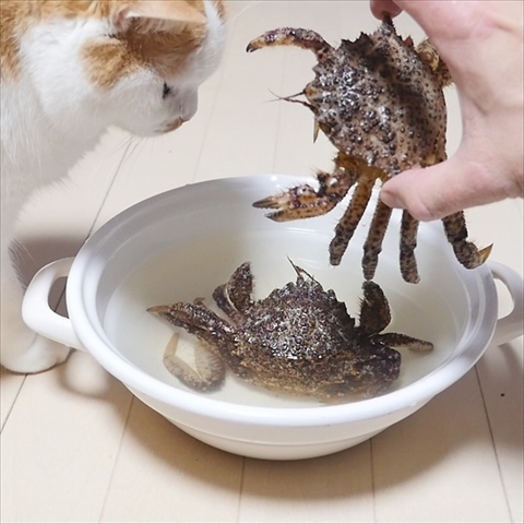 マンチカンズと仲間たち