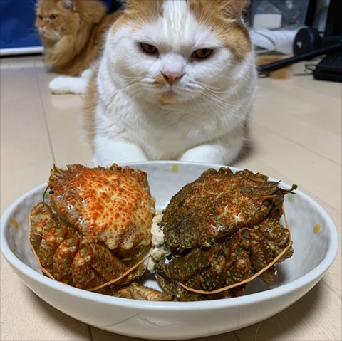 マンチカンズと仲間たち