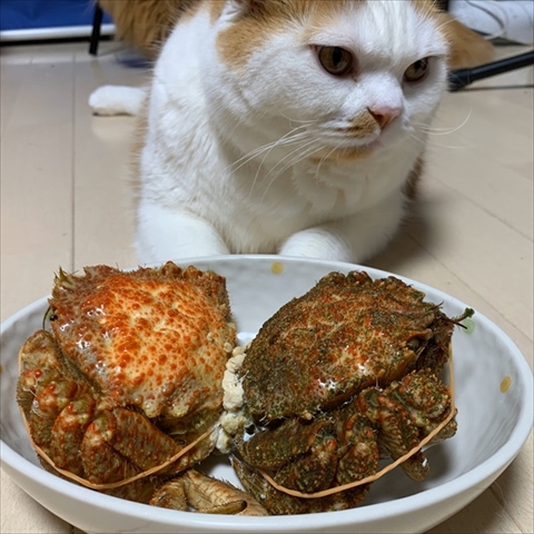 マンチカンズと仲間たち