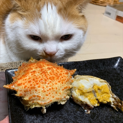 マンチカンズと仲間たち