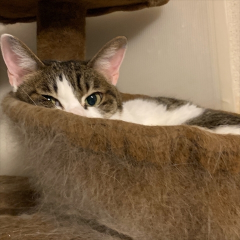 マンチカンズと仲間たち