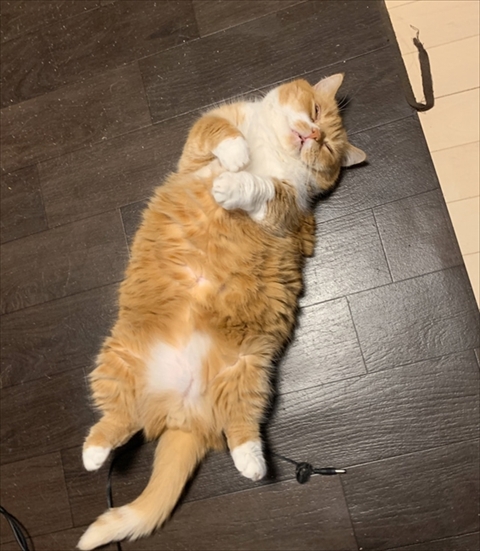 マンチカンズと仲間たち