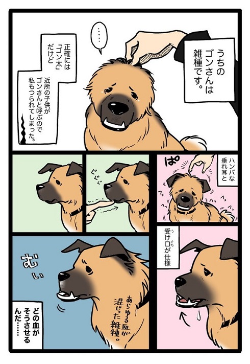 さまざまな要素を持つゴンさん