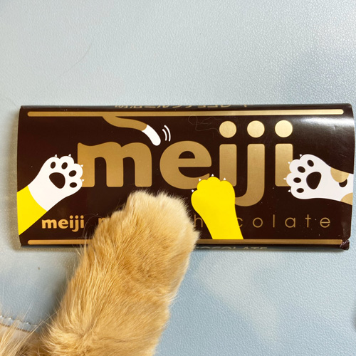 チョコと猫ちゃんの手