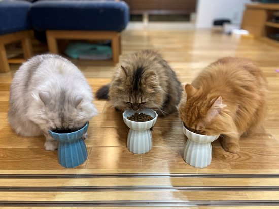 ご飯を食べる3匹