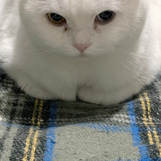 肩乳隠しアップ