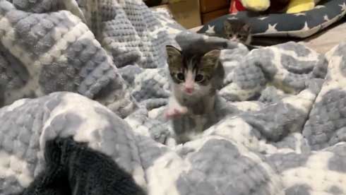 とにかくかわいいので28秒だけください」 天使すぎる子猫ちゃん2