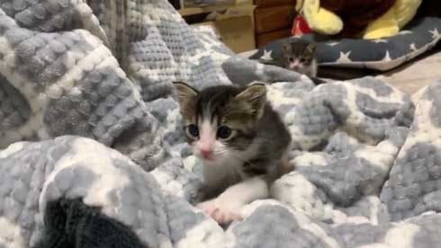 とにかくかわいいので28秒だけください」 天使すぎる子猫ちゃん2
