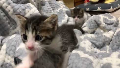 かわいい 猫 28秒 保護 子猫 2匹 ペットボトル 成長記録