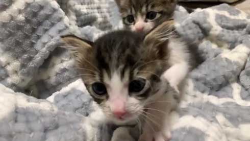かわいい 猫 28秒 保護 子猫 2匹 ペットボトル 成長記録